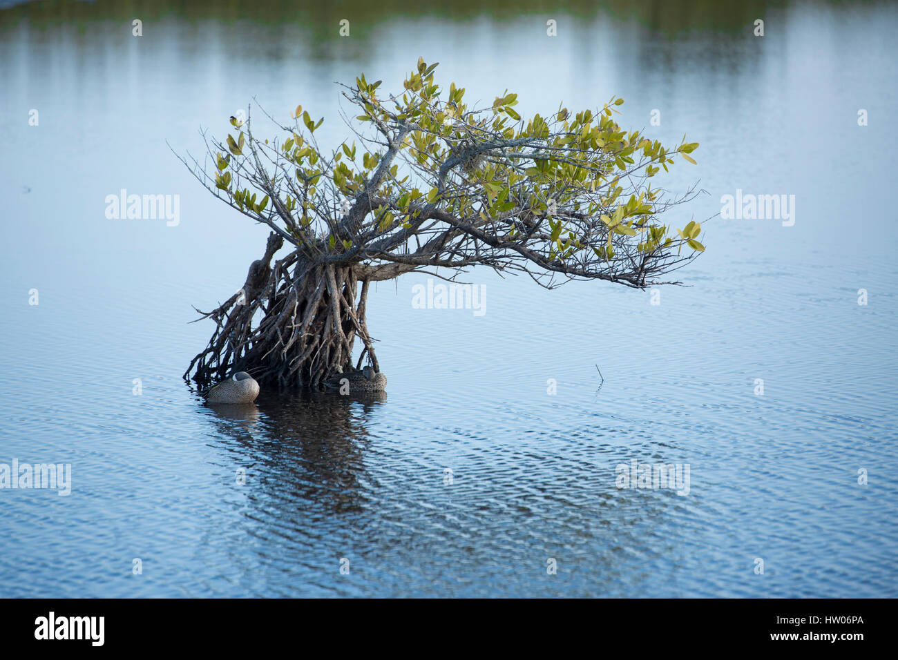 Anatre dormire al di sotto di una mangrovia lungo il punto nero Wildlife Drive, a Merritt Island National Wildlife Refuge, FL Foto Stock