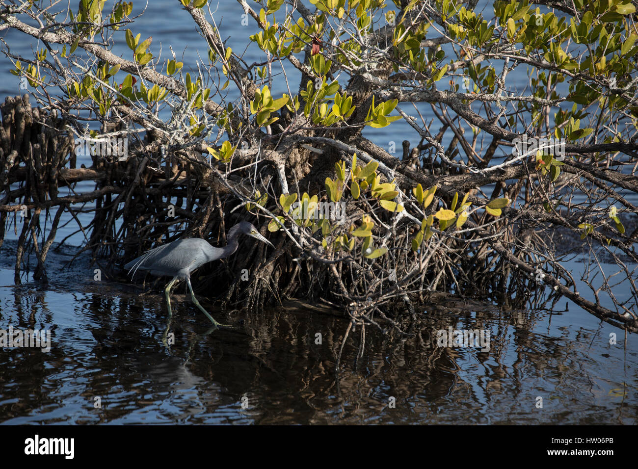 Piccolo airone cenerino a Merritt Island National Wildlife Refuge, FL Foto Stock