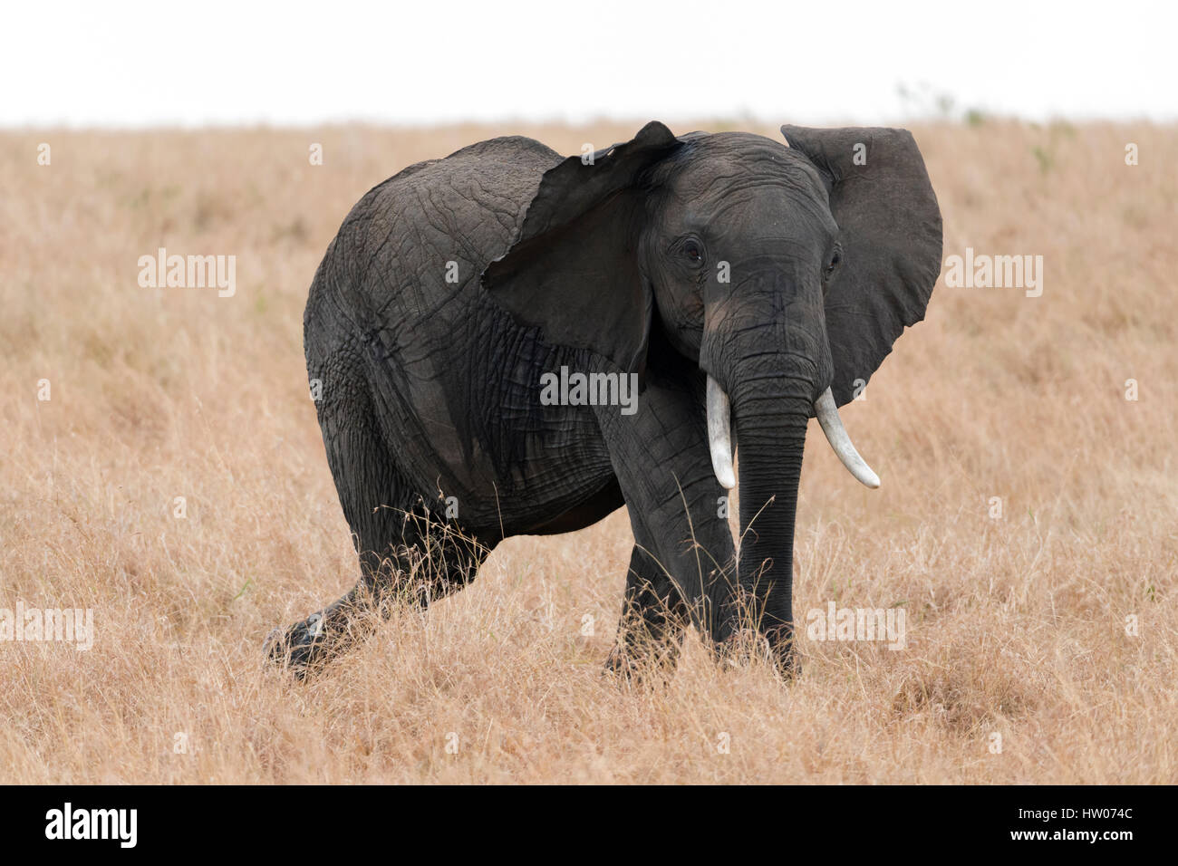 Sfondo del brosmio africano Elefante camminando nel Masai Mara savana isolato nel cielo bianco , Kenya Wildlife Safari Foto Stock
