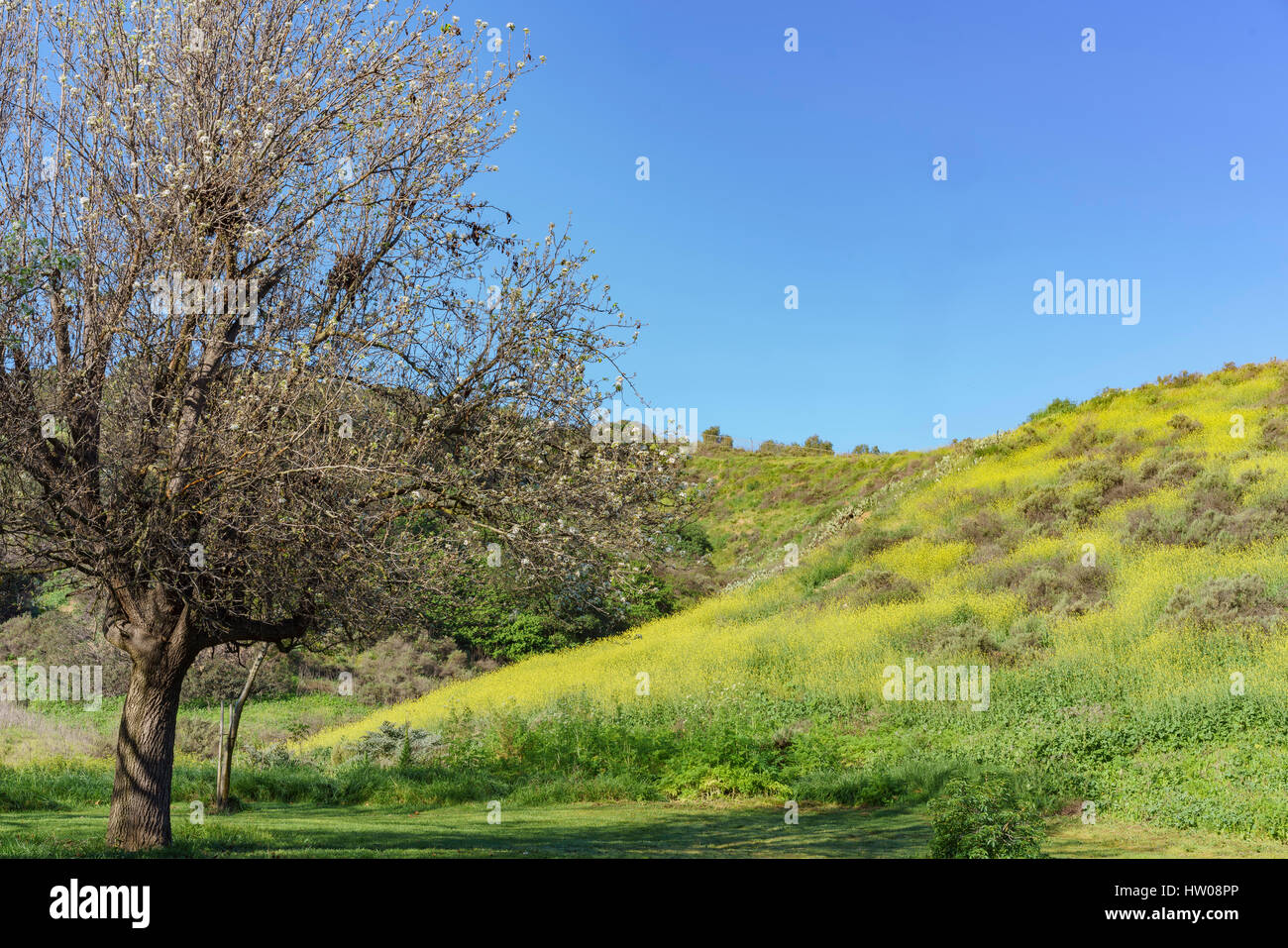 Bel colore giallo fiore selvatico fiore a Schabarum Parco Regionale, Rowland Heights, Los Angeles County, California Foto Stock