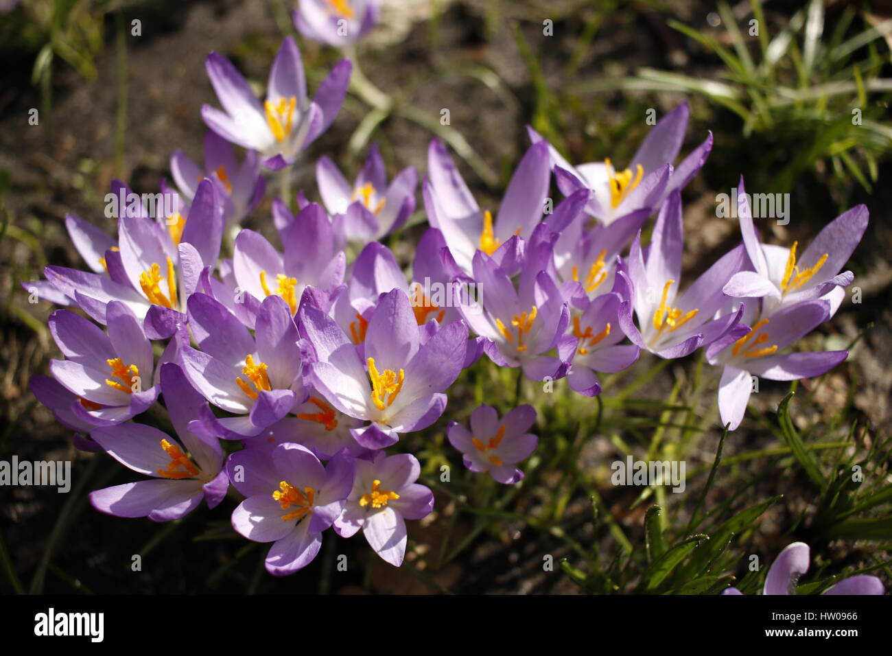 Amburgo, Germania, 15th, MAR, 2017. Prima molla di crochi dell'anno fiori di apertura durante una giornata di sole ad Amburgo, Germania, 15.03.2017. Credito: T. marca/Alamy Live News Foto Stock