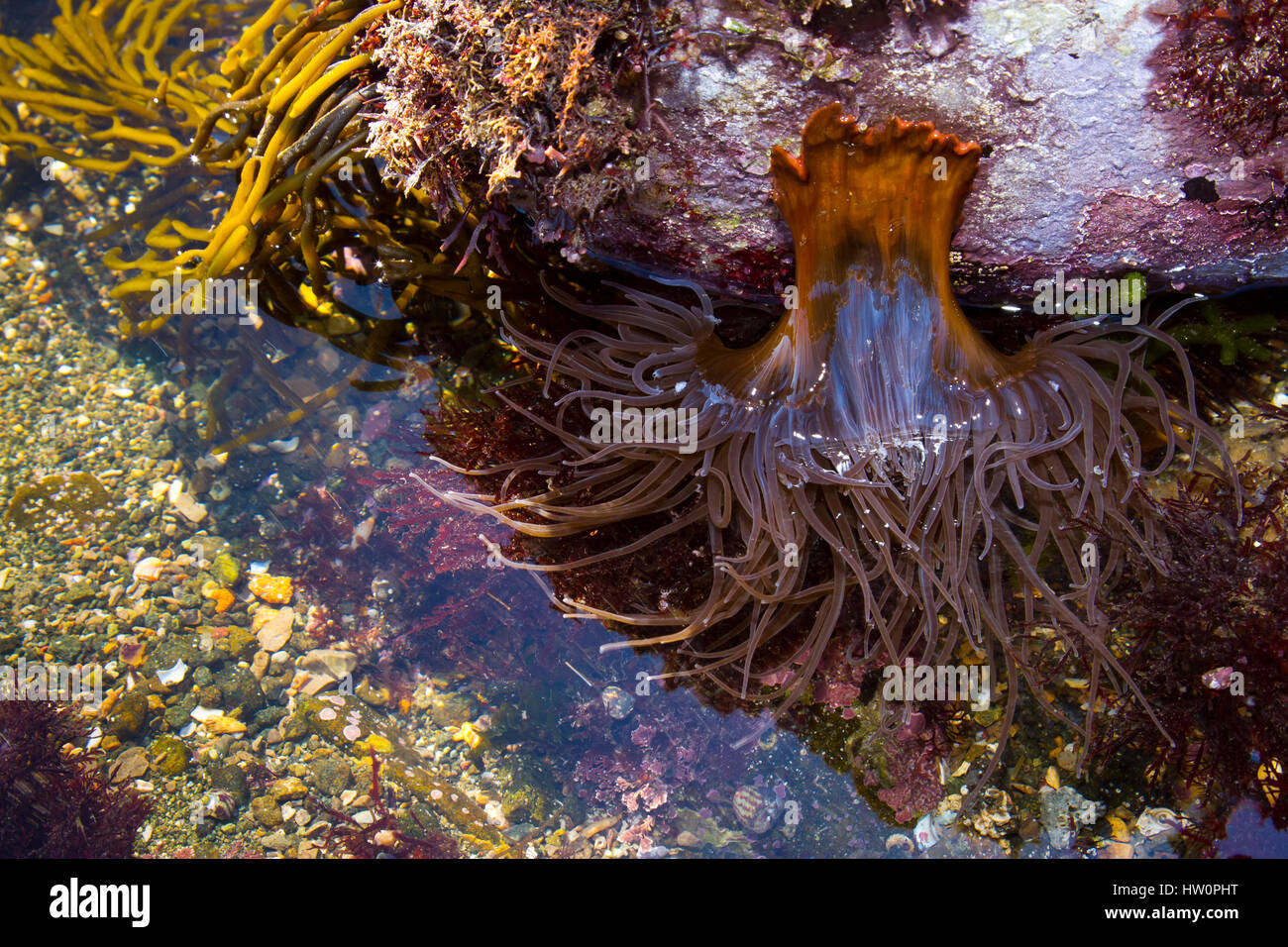 Snakelocks anemone ( Anemonia viridis) in un pool di marea Foto Stock
