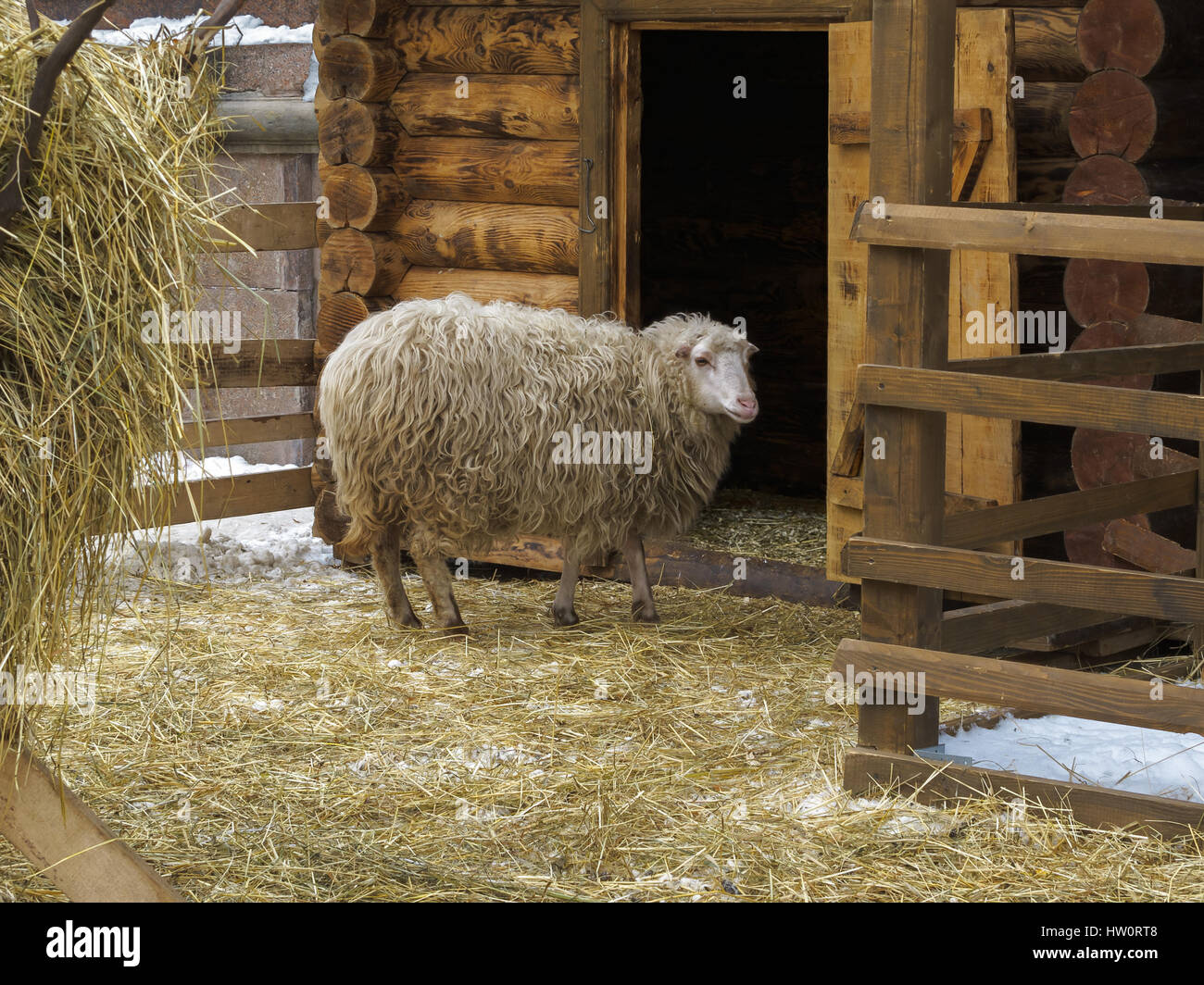 Con i capelli lunghi pecore in un recinto vicino a fienile. Inverno, la neve sulla terra trhe. Foto Stock