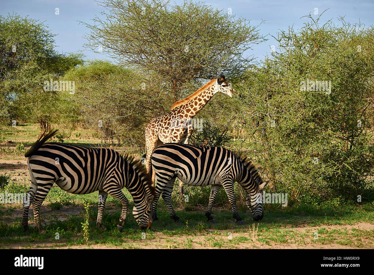 Zebre e giraffe pascolando nella pacifica armonia Foto Stock