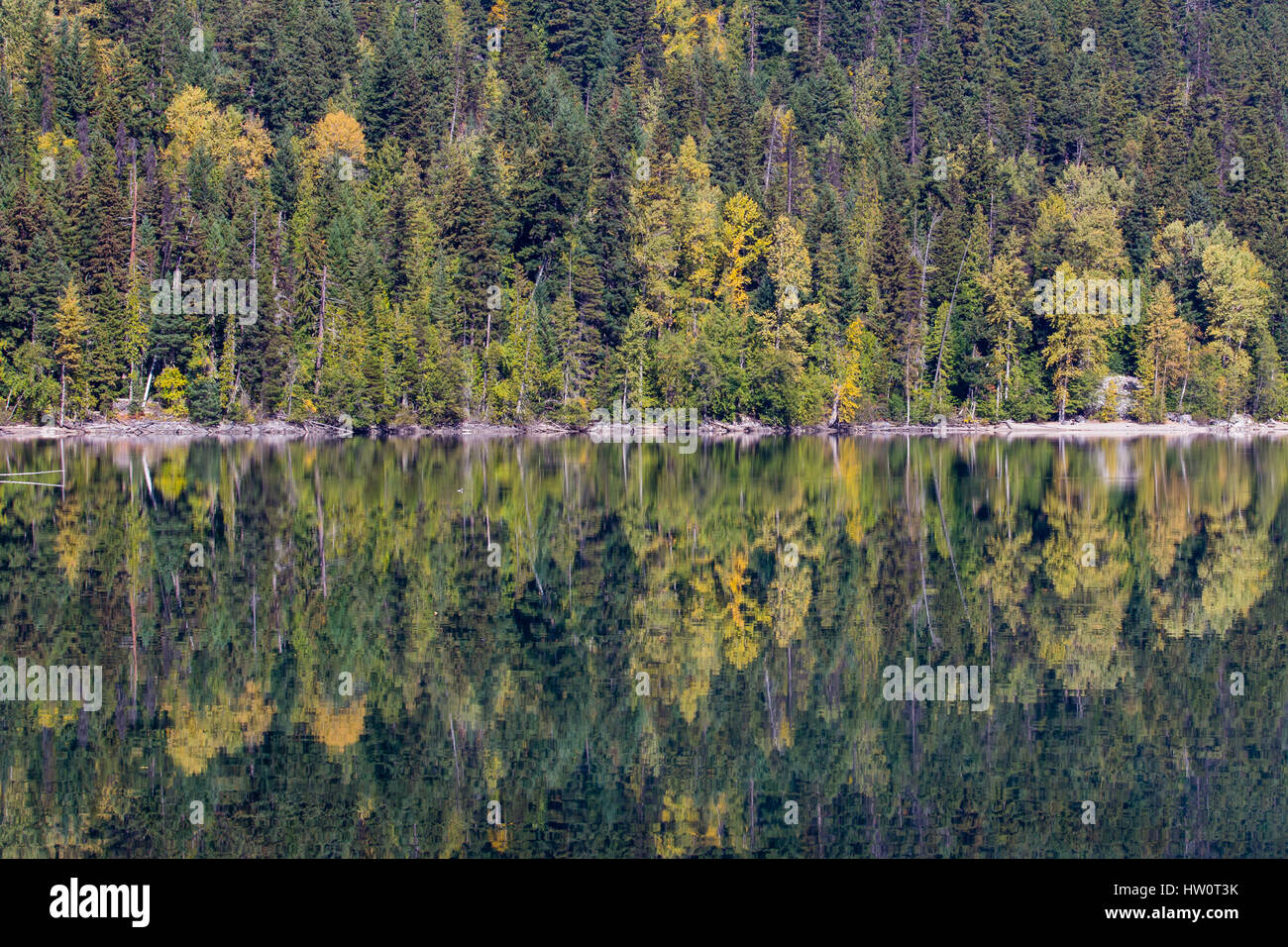 Simmetria e i colori dell'autunno. Calma le acque del lago di Birkenhead, BC, riflettono il meraviglioso bosco misto in simili a specchio acque. Foto Stock