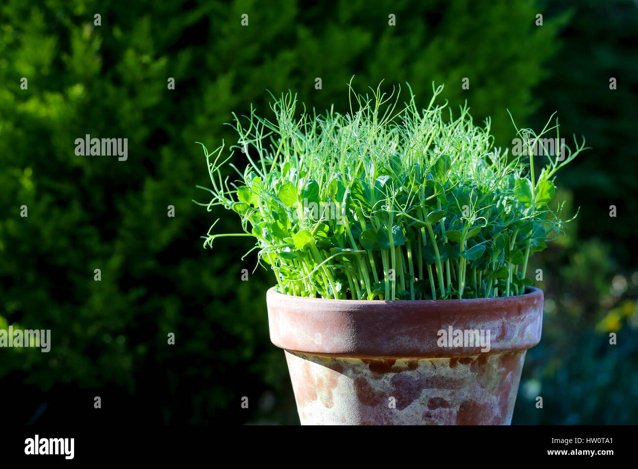 Verde pisello giovani piante viticcio germogli microgreens, impianti pot piantine nella luce del sole lo sfondo scuro Foto Stock