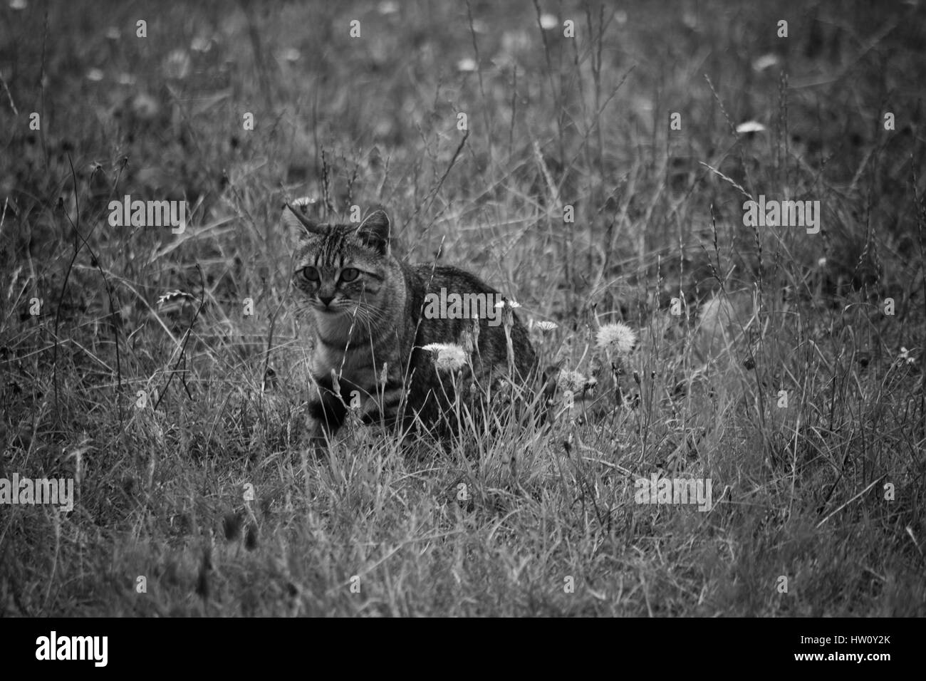 Jeune chaton. Foto Stock