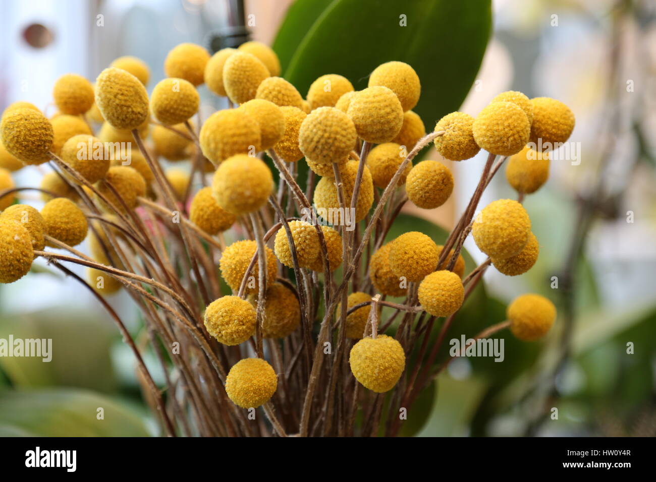 Bouquet craspedia fioraio leggera profondità di campo Foto Stock