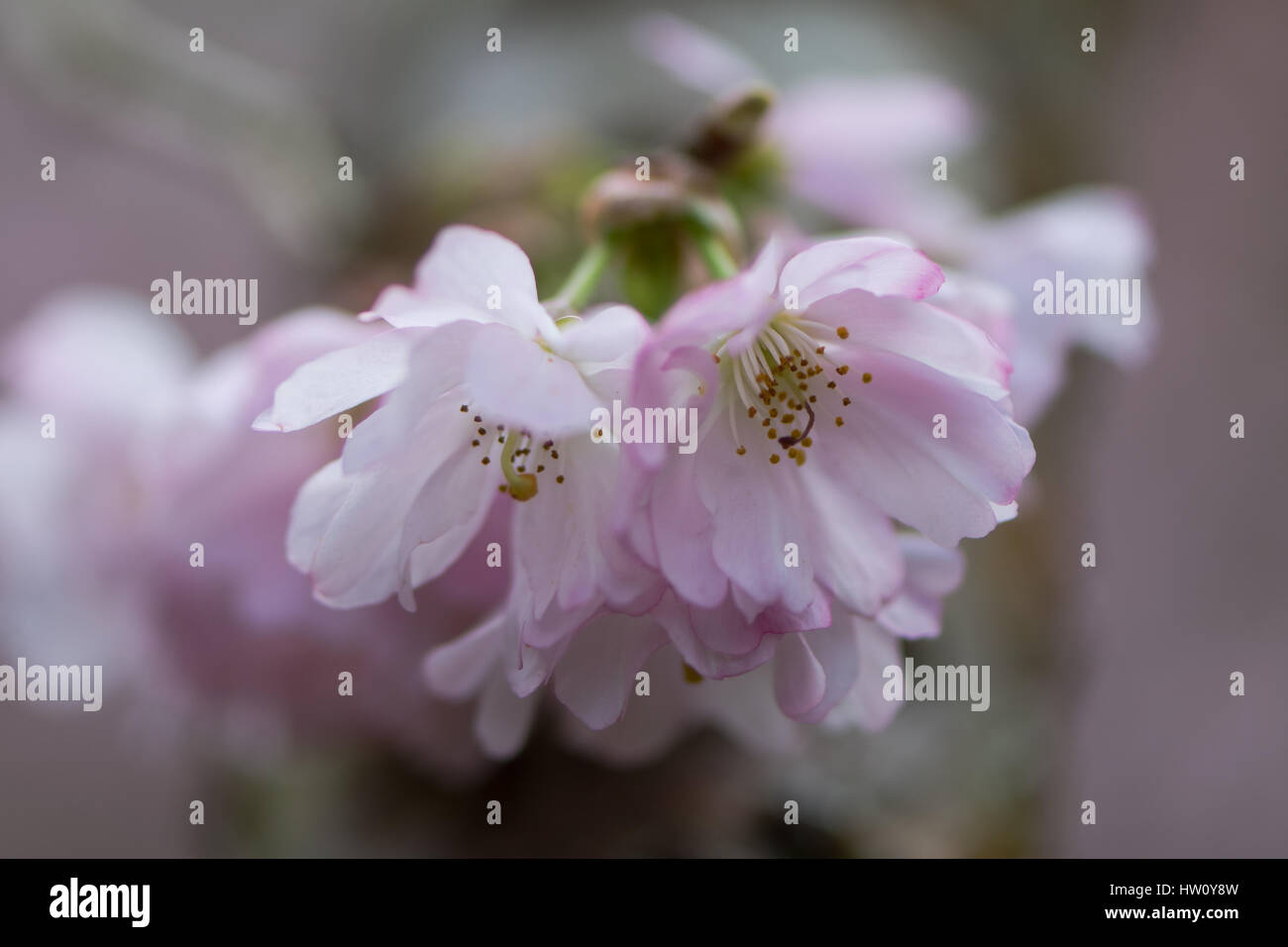 Fioritura rosa ciliegia, Prunus premiato. Rosa semi-doppio di fiori ornamentali di primavera precoce fioritura hybrid albero Foto Stock