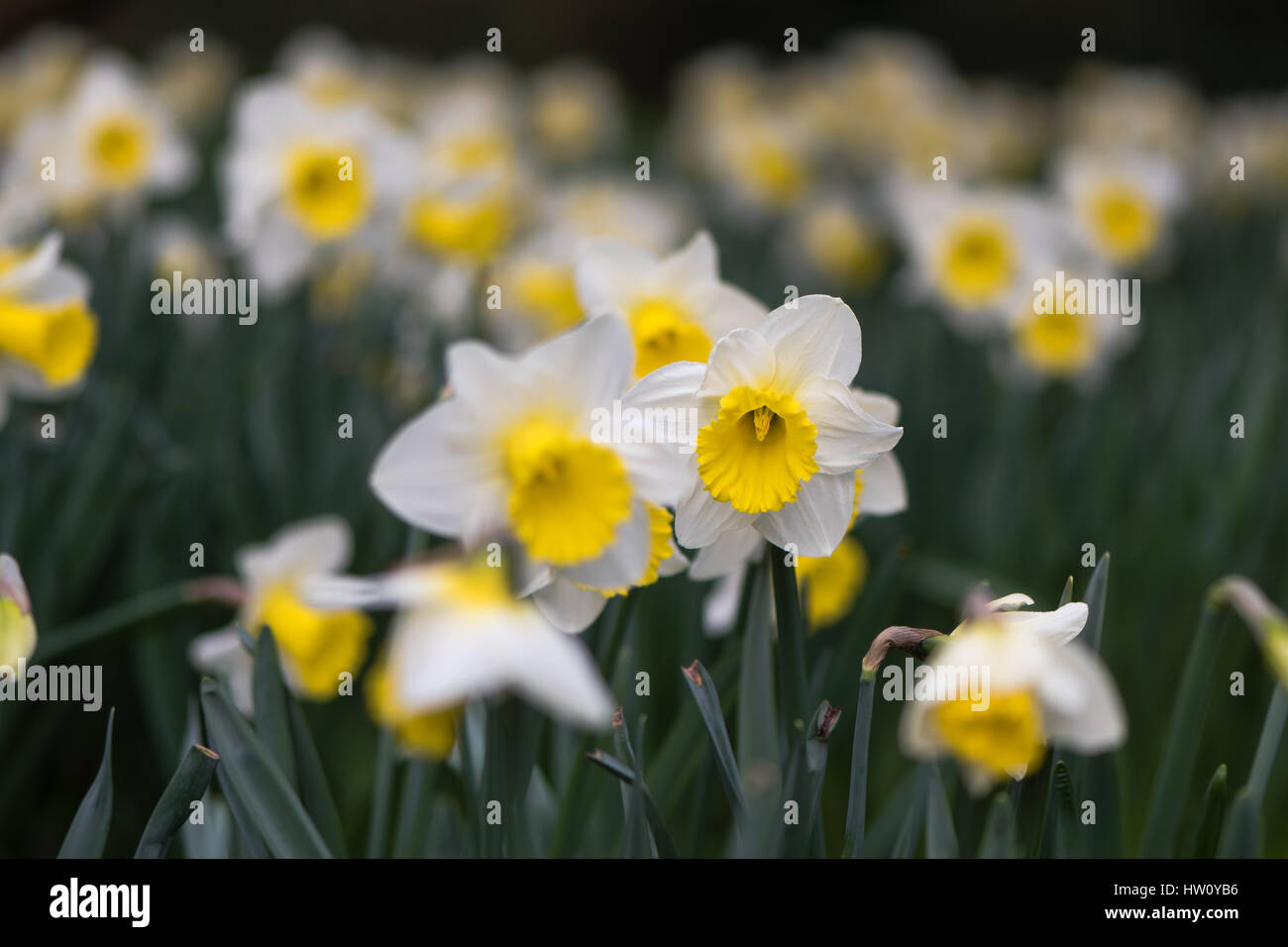 Daffodil Narciso Holland sensazione fiori. Grande tazza di colore giallo e bianco fiore di primavera pianta perenne nel Amaryllidaceae (amaryllis) famiglia Foto Stock