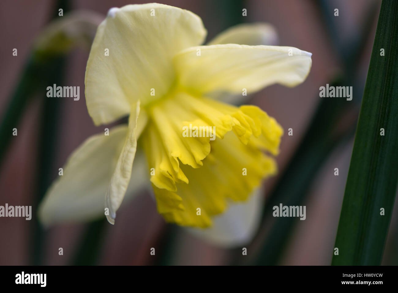 Daffodil Narciso San Patrizio fiore. Grande tazza di colore giallo e bianco fiore di primavera pianta perenne nel Amaryllidaceae (amaryllis) famiglia Foto Stock