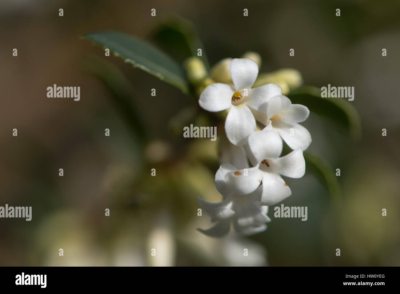 Osmanthus delavayi bush in fiore. Arbusto sempreverde nella famiglia Oleaceae | Piante ornamentali nativa per la Cina meridionale e coltivato come una pianta ornamentale Foto Stock