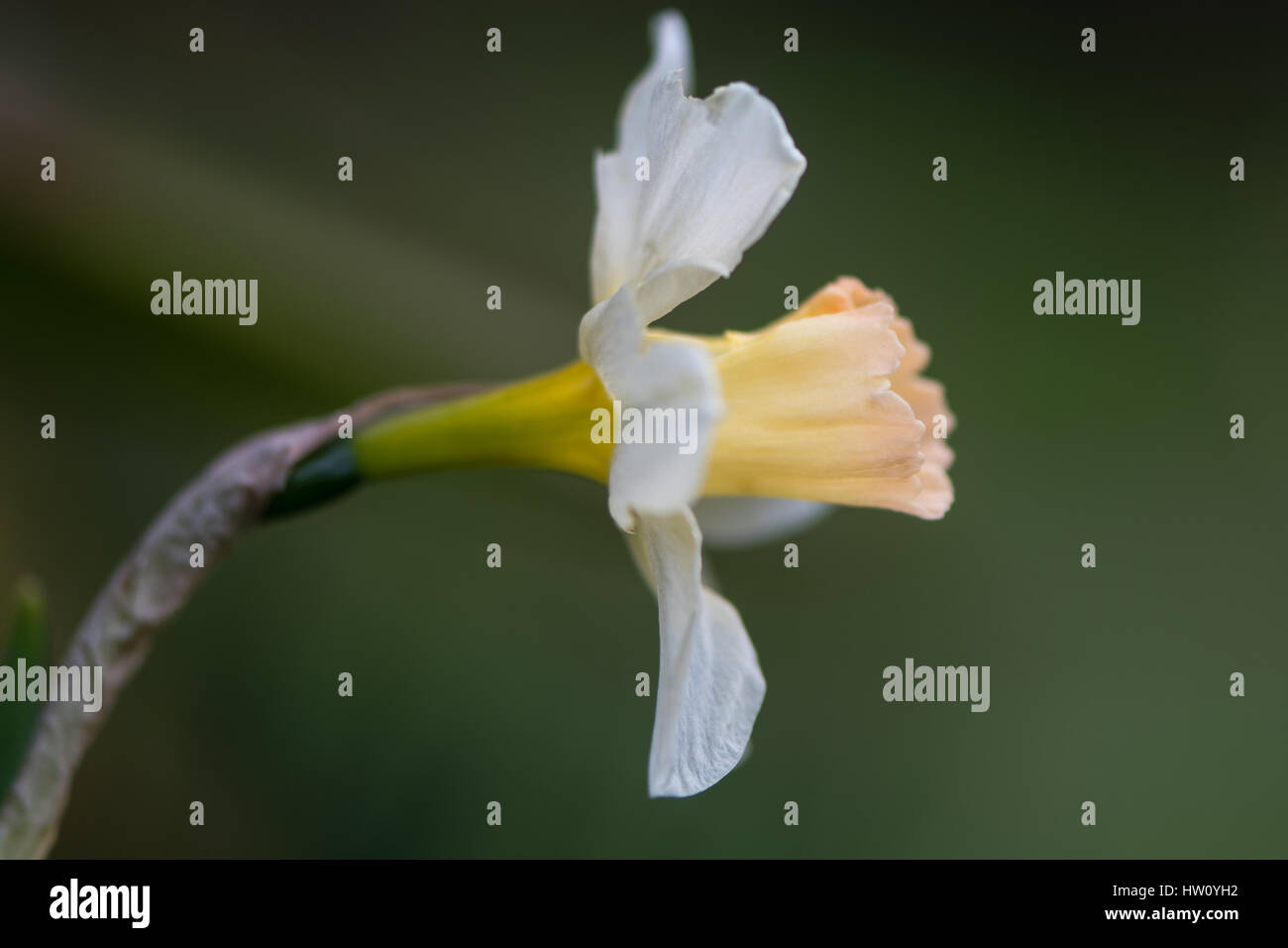 Daffodil Narciso Waterperry fiore. Dolce giallo e bianco avorio fiore di primavera pianta perenne nel Amaryllidaceae (amaryllis) famiglia Foto Stock