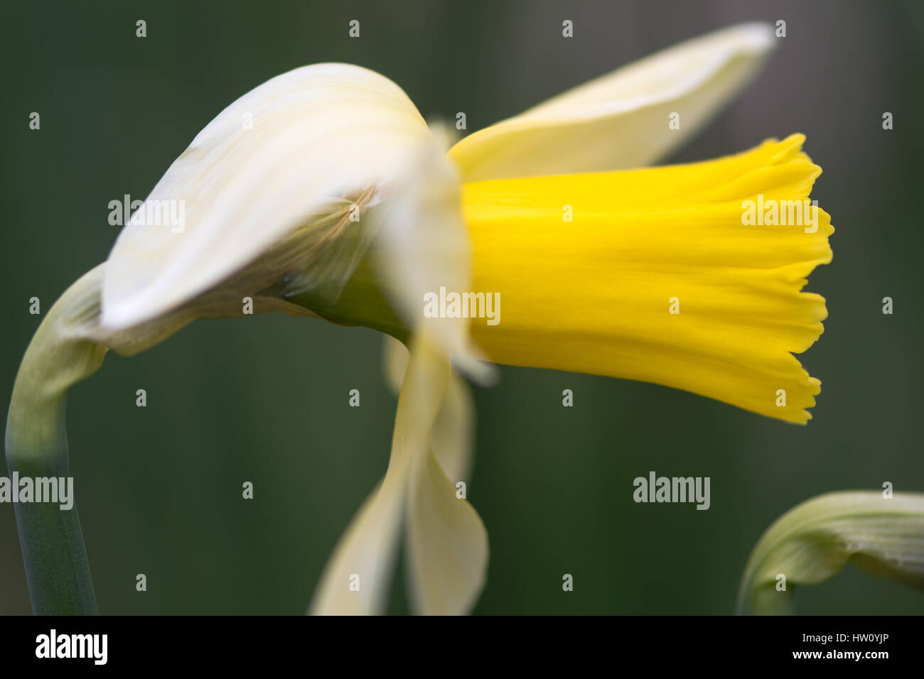 Daffodil Narciso febbraio fiore d'argento. Giallo e Bianco fiore di primavera pianta perenne nel Amaryllidaceae (amaryllis) famiglia Foto Stock