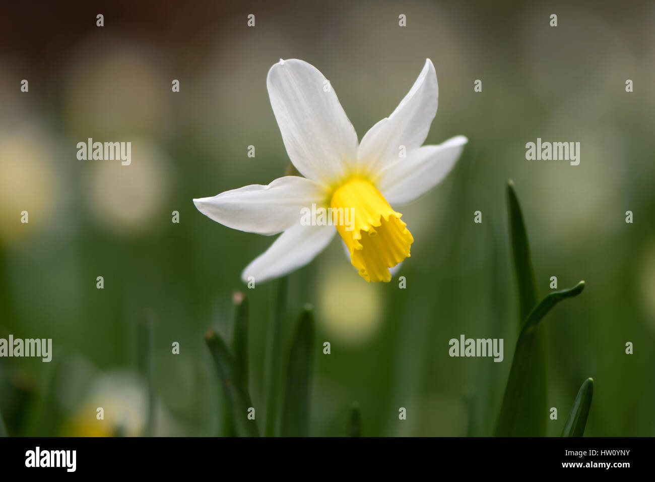 Daffodil Narciso febbraio fiore d'oro. Giallo e Bianco fiore di primavera pianta perenne nel Amaryllidaceae (amaryllis) famiglia Foto Stock