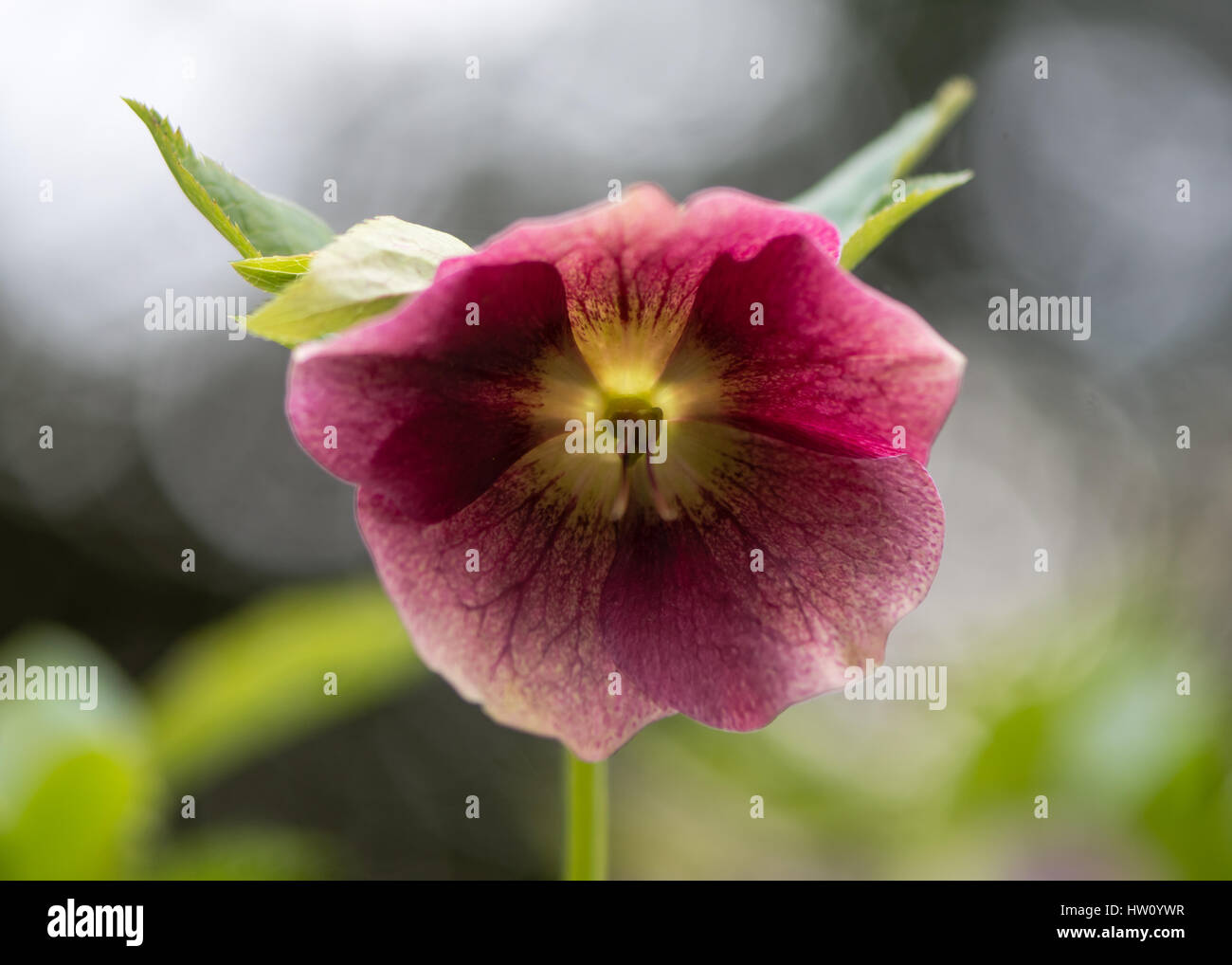Rosa quaresimale (Helleborus orientalis) fiori viola. Il tardo inverno fiore della pianta perenne ranuncolo in famiglia (Ranunculaceae) Foto Stock