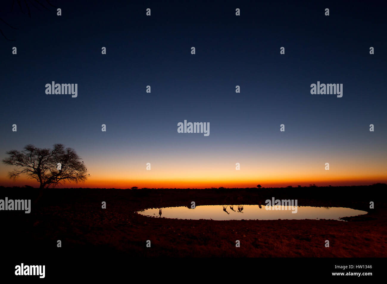 Silhouette Girafes a Okaukuejo Waterhole, il Parco Nazionale di Etosha, Namibia Foto Stock