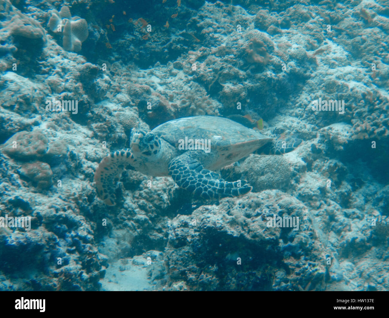 Maldive Rangali Island. Conrad Hilton Resort. Scuba diving. Foto Stock