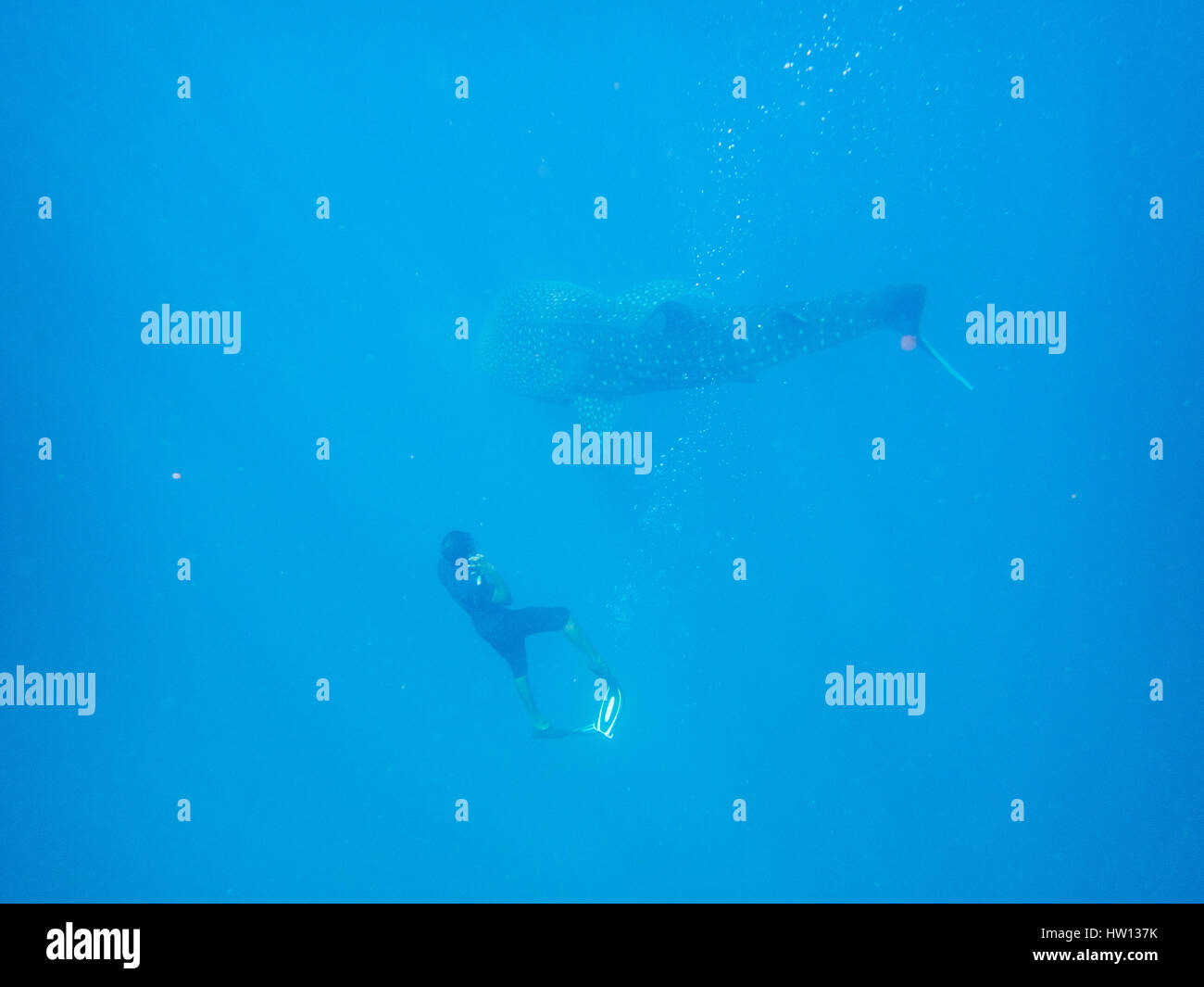 Maldive Rangali Island. Conrad Hilton Resort. Nuoto con gli squali balena, il più grande pesce del mare. Foto Stock