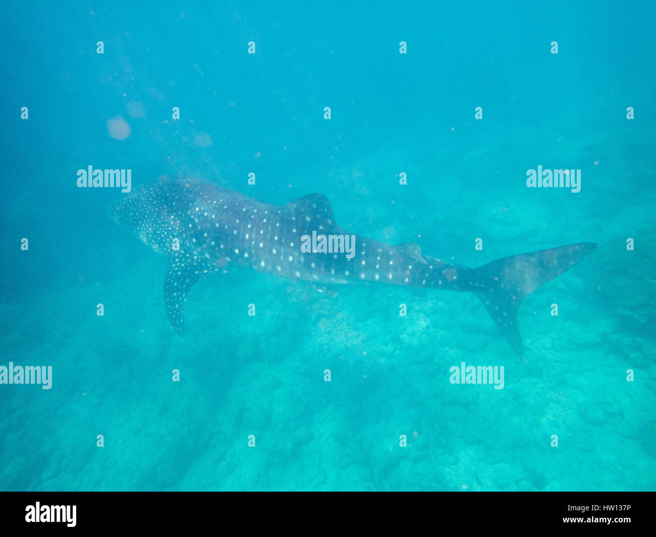 Maldive Rangali Island. Conrad Hilton Resort. Nuoto con gli squali balena, il più grande pesce del mare. Foto Stock