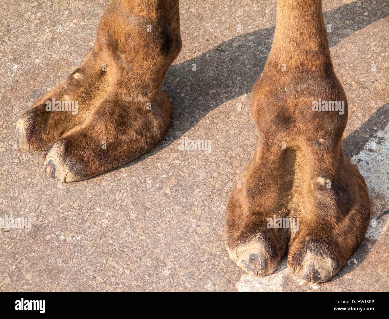 Una coppia di gambe di cammello piantato sul marciapiede in Agra, India. Foto Stock