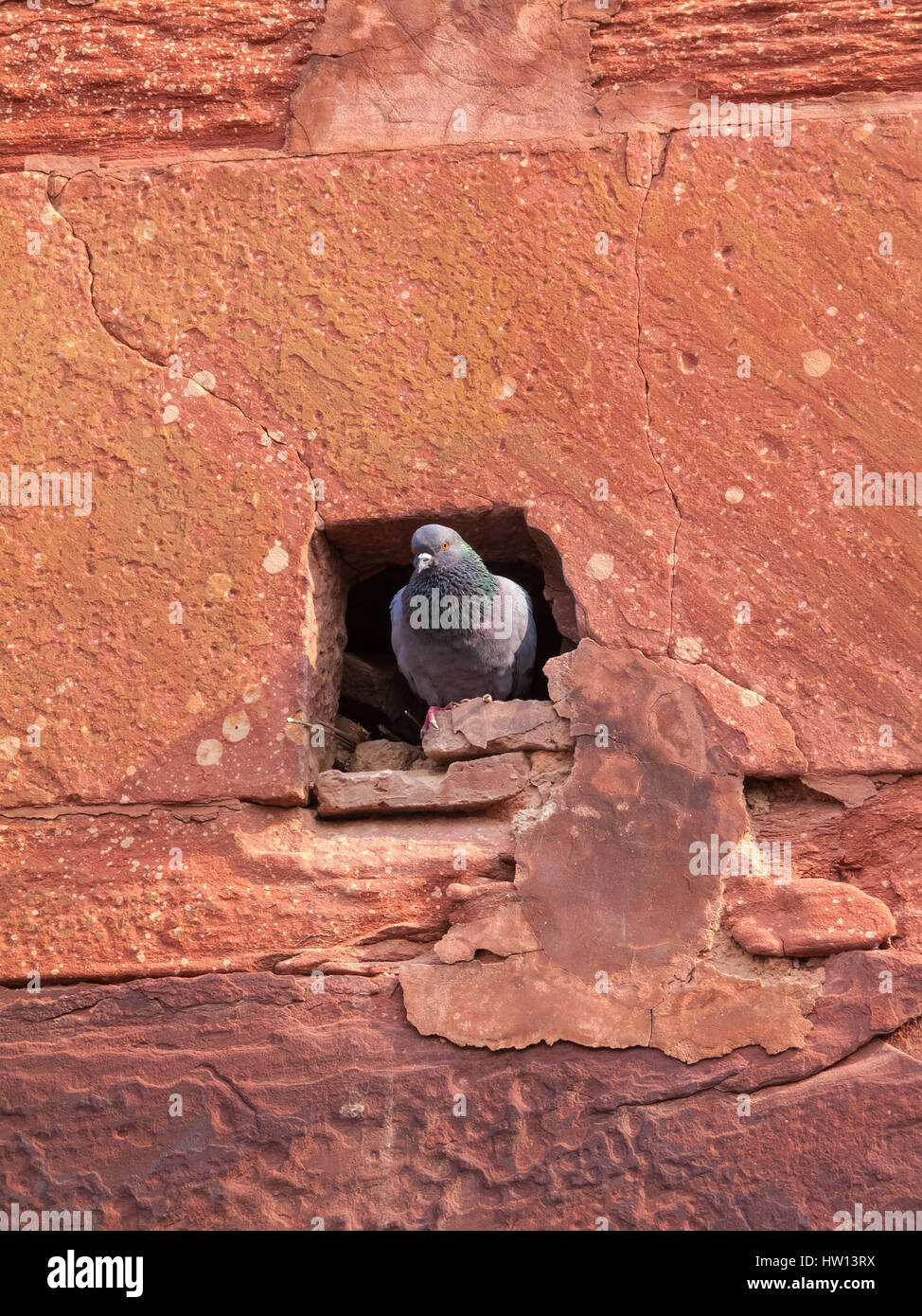 Un piccione che emergono dal foro nelle pareti di fort di Agra in Uttar Pradesh, India. Foto Stock