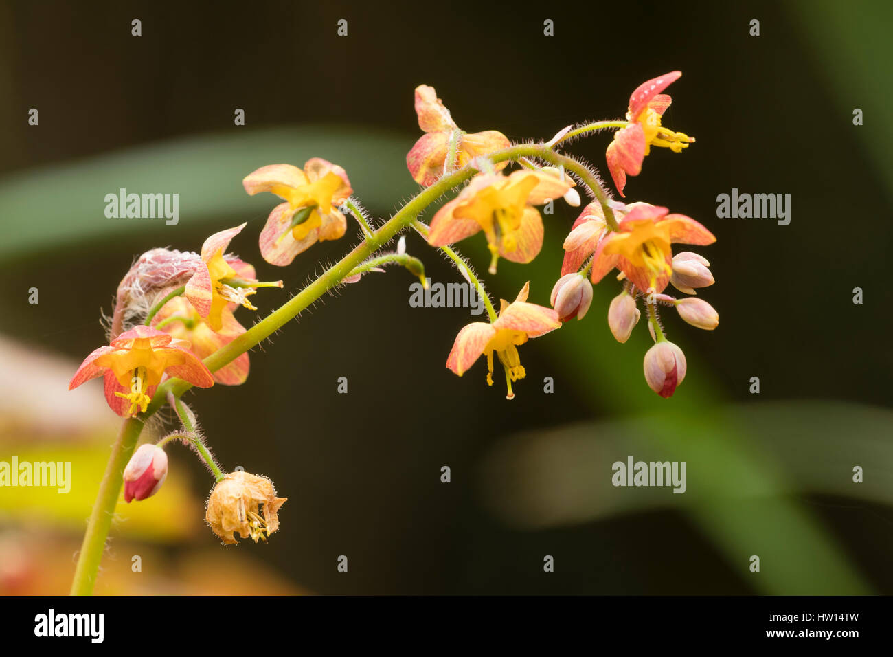 Colore rame primi fiori di primavera del perenne barrenwort, Epimedium x warleyense Foto Stock