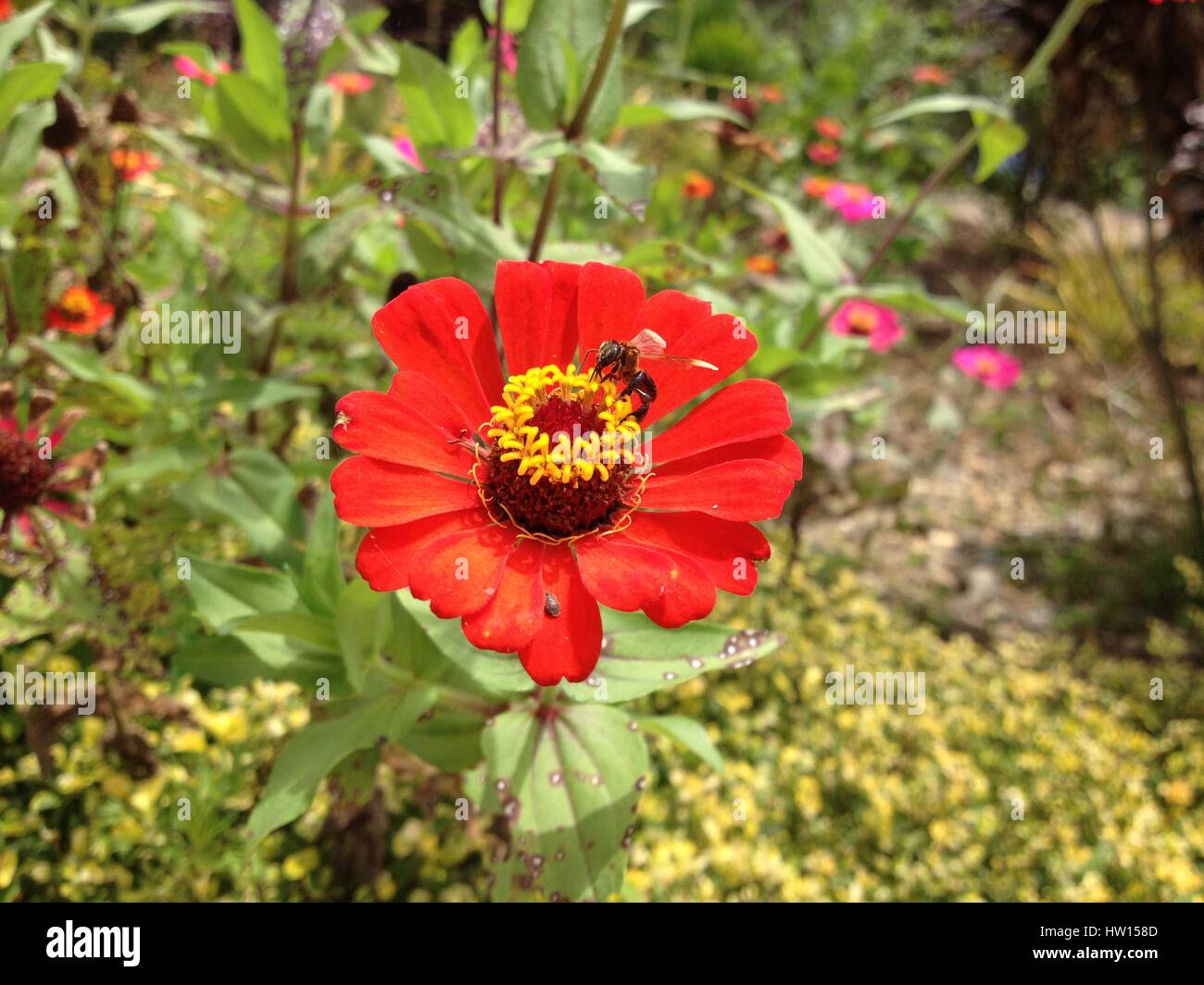 API sul fiore Foto Stock