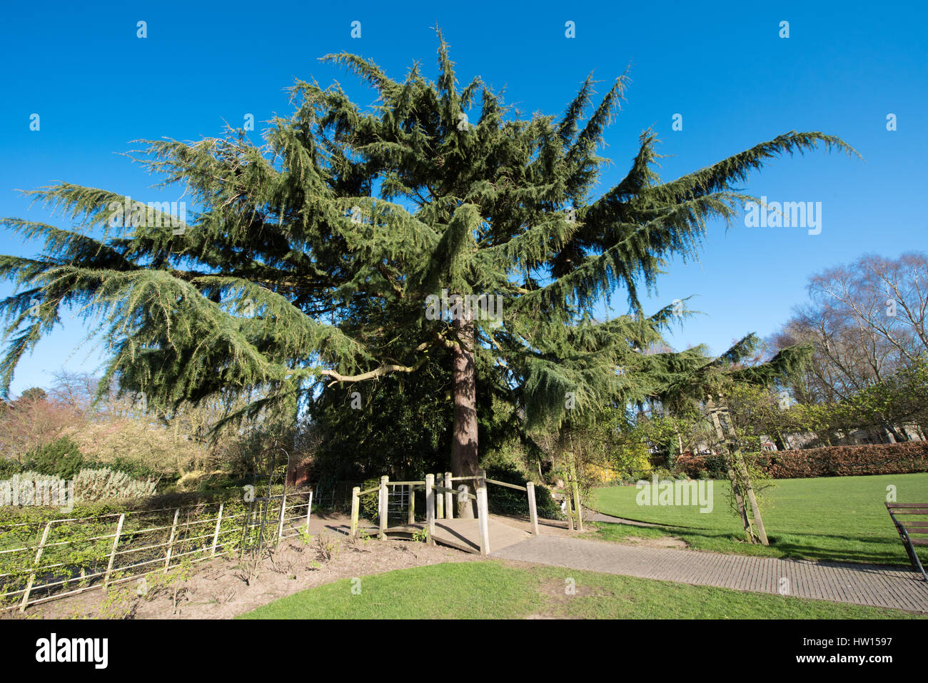 La proliferazione incontrollata di antico e grande albero di cedro a Bantock House e Giardini in Wolverhampton su una giornata di primavera con il cielo limpido Foto Stock