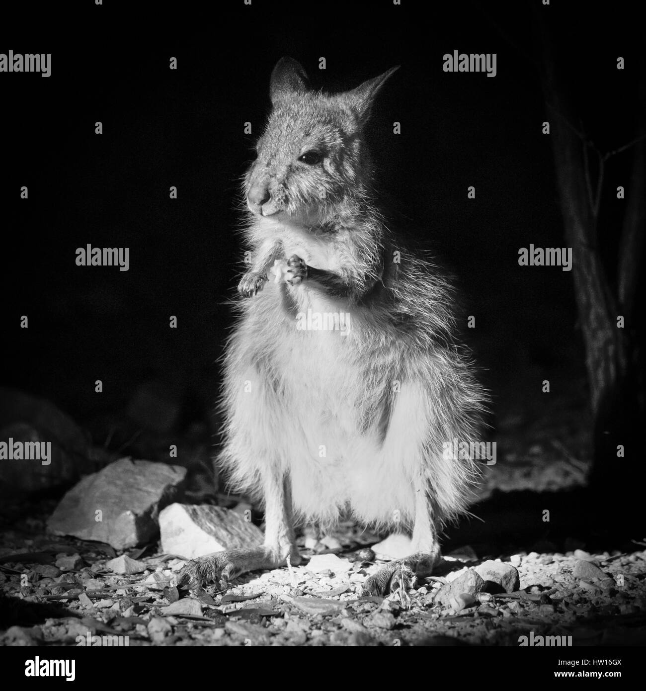 Spectacled lepre-wallaby (Largorchestes conspicillatus) Foto Stock