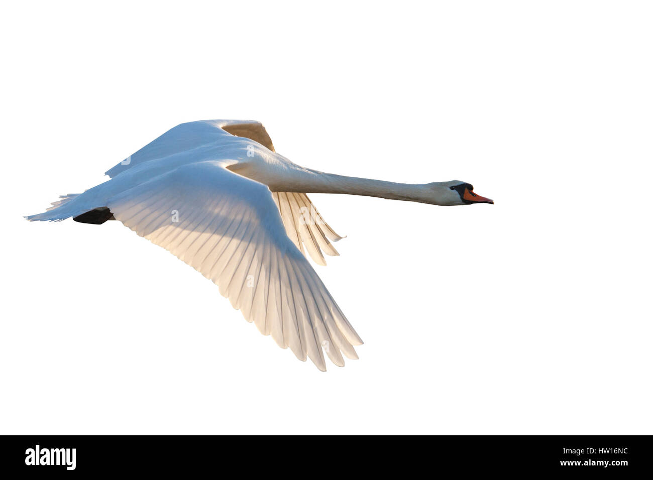 Il White Swan battenti su sfondo bianco,belli uccelli, uccelli bianco, amore, sempre, purezza, simbolo dell'amore, nobiltà eleganza Foto Stock