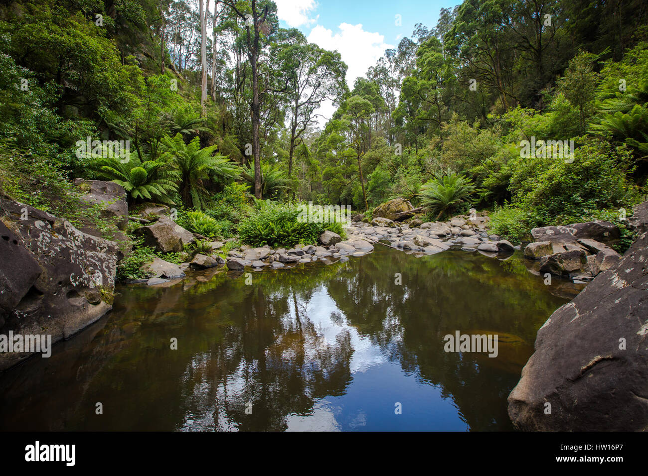 Stevensons Falls - Grande Ottway National Park, Victoria Foto Stock