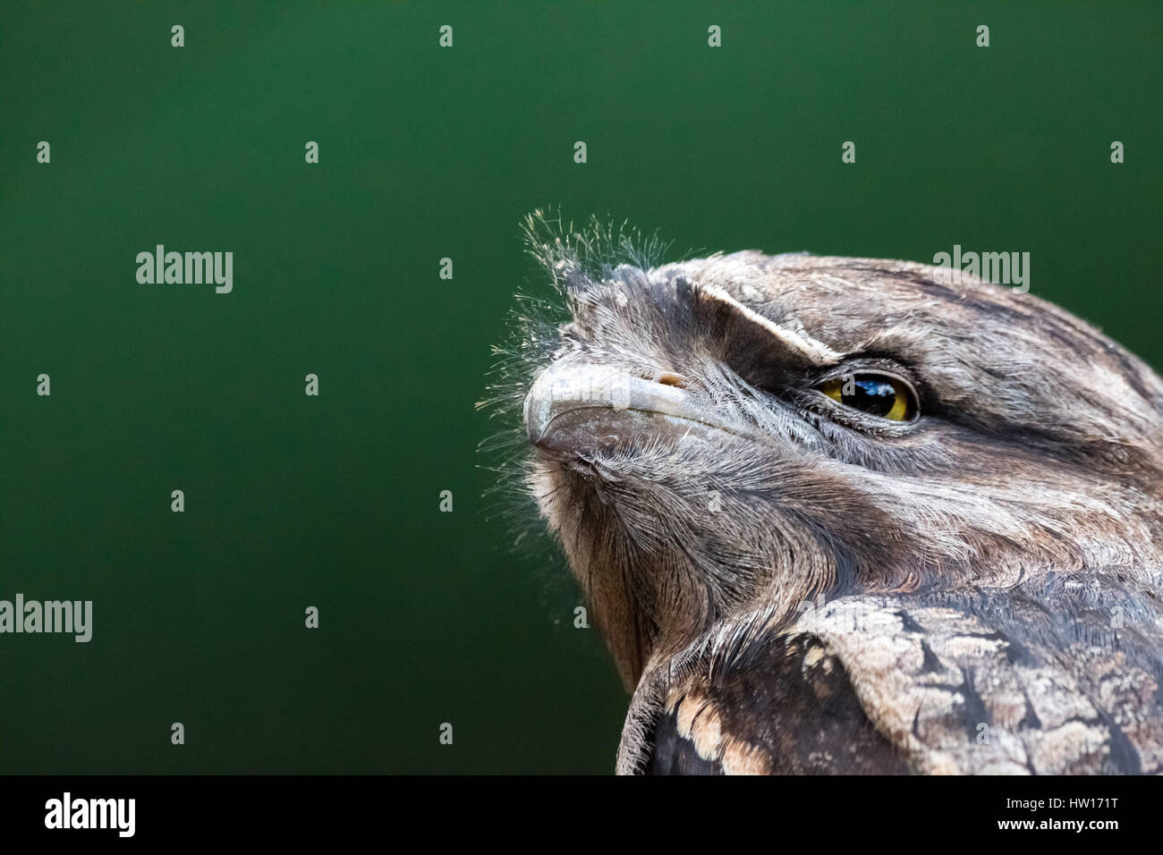Bruno Frogmouth (Podargus strigoides) Foto Stock