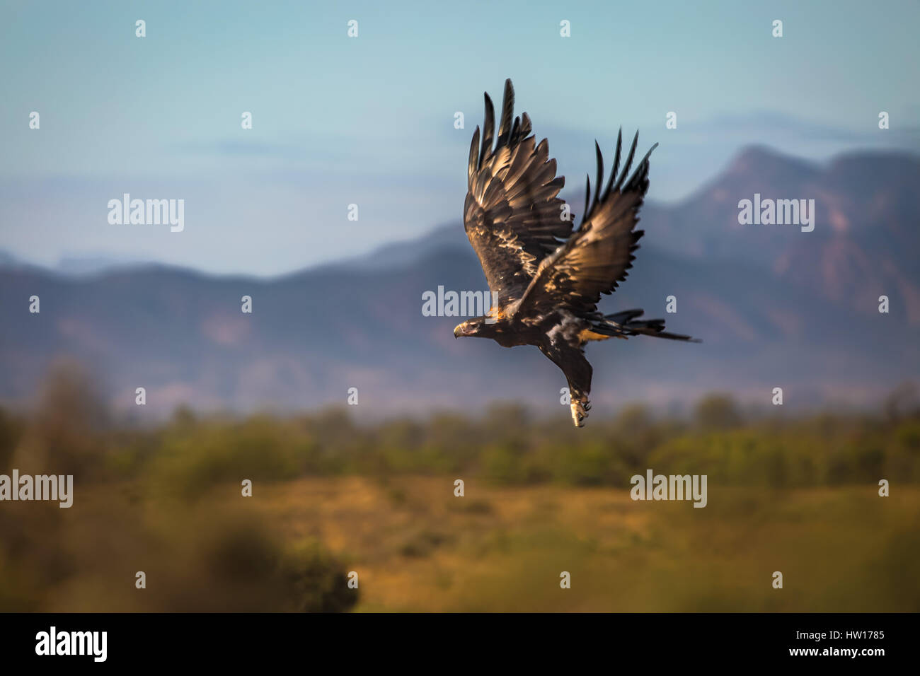 Cuneo-tailed Eagle (Aquila audax) Foto Stock