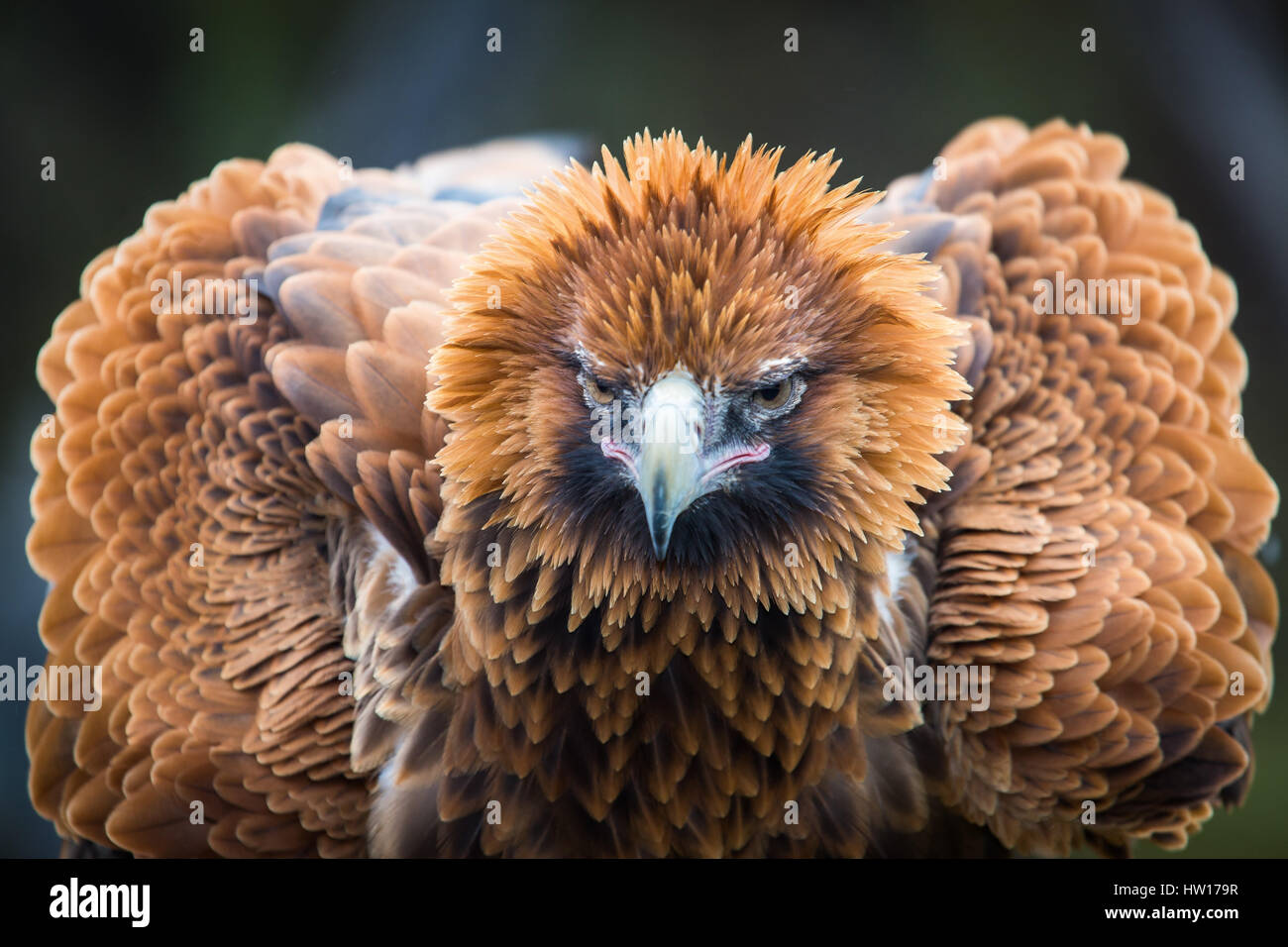 Cuneo-tailed Eagle (Aquila audax) Foto Stock