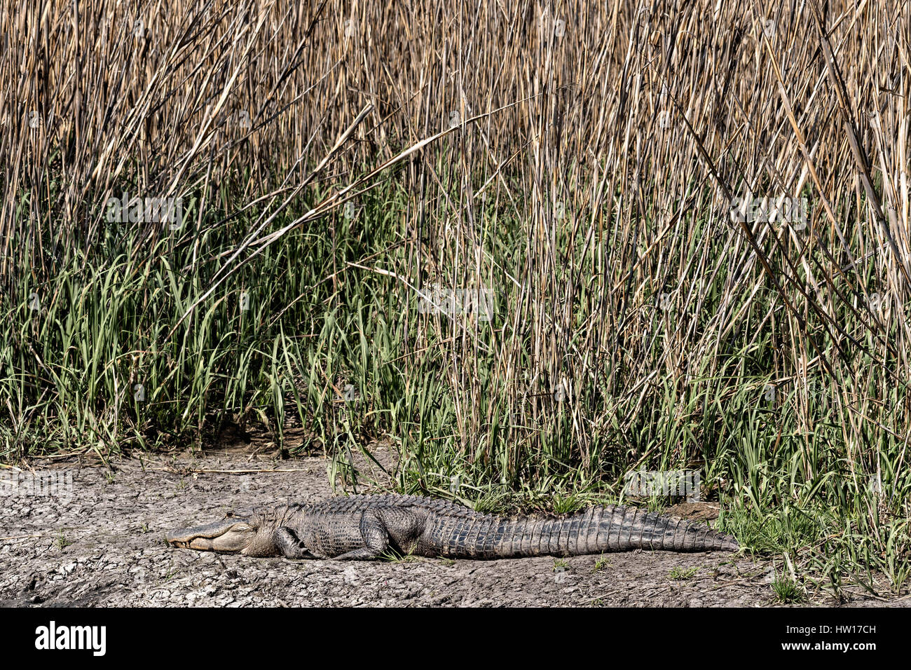 Un coccodrillo americano si crogiola in corrispondenza del bordo di una palude al Donnelley Wildlife Management Area Marzo 11, 2017 in stagno verde, nella Carolina del Sud. Il conservare è parte di un più ampio bacino di ACE natura rifugiato, uno dei più grandi non sviluppata negli estuari lungo la costa atlantica degli Stati Uniti. Foto Stock