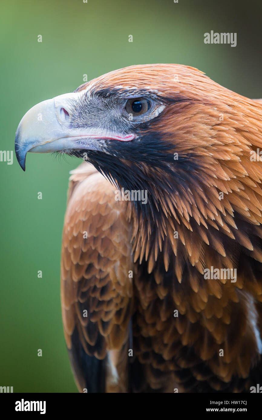 Cuneo-tailed Eagle (Aquila audax) Foto Stock
