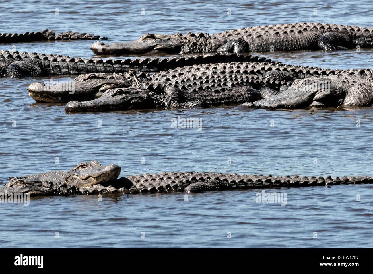 American alligatori crogiolarsi in acque poco profonde al Donnelley Wildlife Management Area Marzo 11, 2017 in stagno verde, nella Carolina del Sud. Il conservare è parte di un più ampio bacino di ACE natura rifugiato, uno dei più grandi non sviluppata negli estuari lungo la costa atlantica degli Stati Uniti. Foto Stock