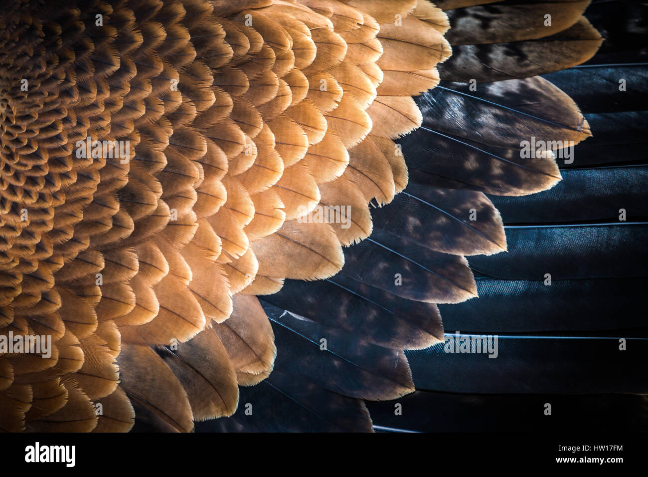 Cuneo-tailed Eagle (Aquila audax) Foto Stock