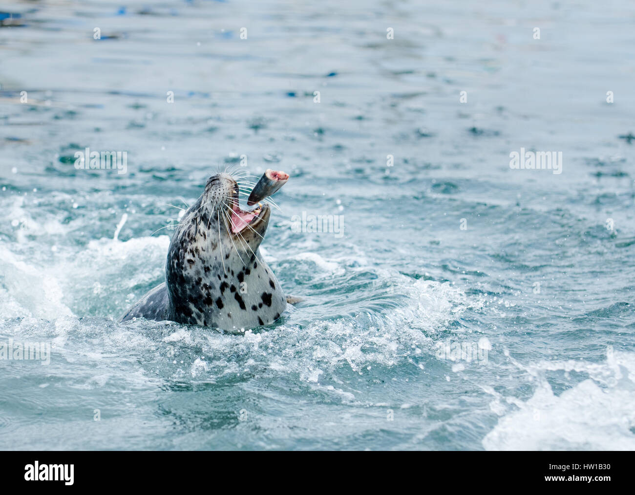 Guarnizione in acque blu Foto Stock