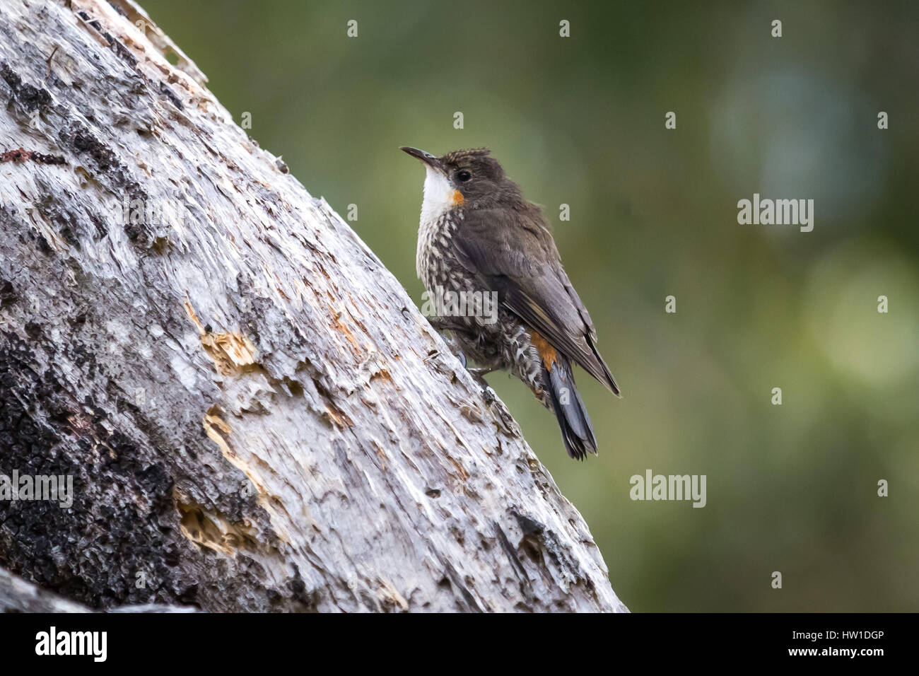 Bianco-throated rampichino alpestre - Femmina (Cormobates leucophaeus) Foto Stock