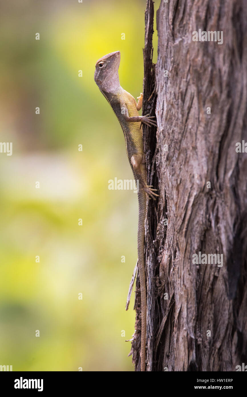 Giallo-sided due-rigato Dragon (Dipiriphora magna) Foto Stock