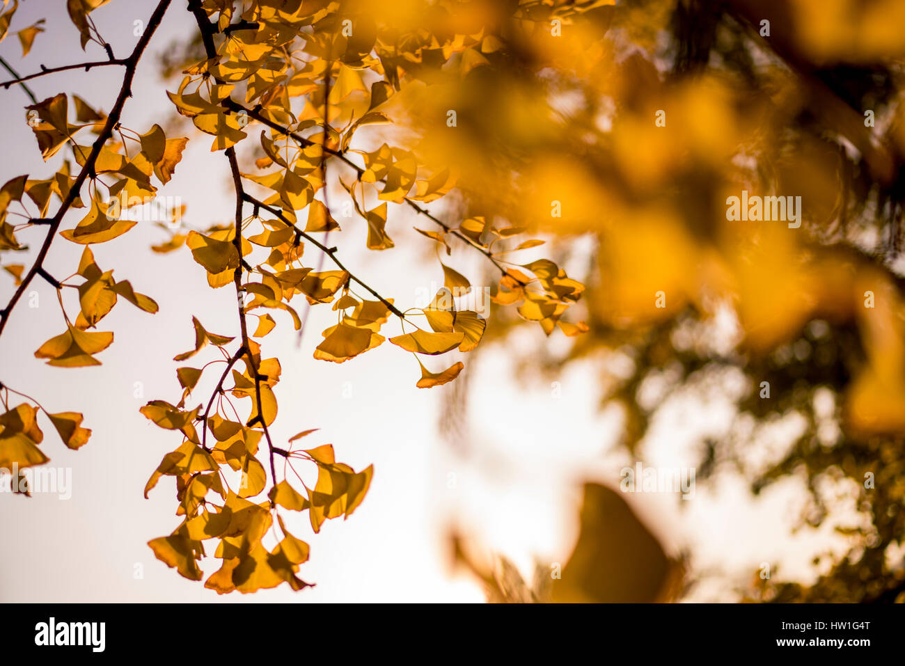 Il Ginkgo biloba ruotando il colore in autunno Pechino CINA Foto Stock