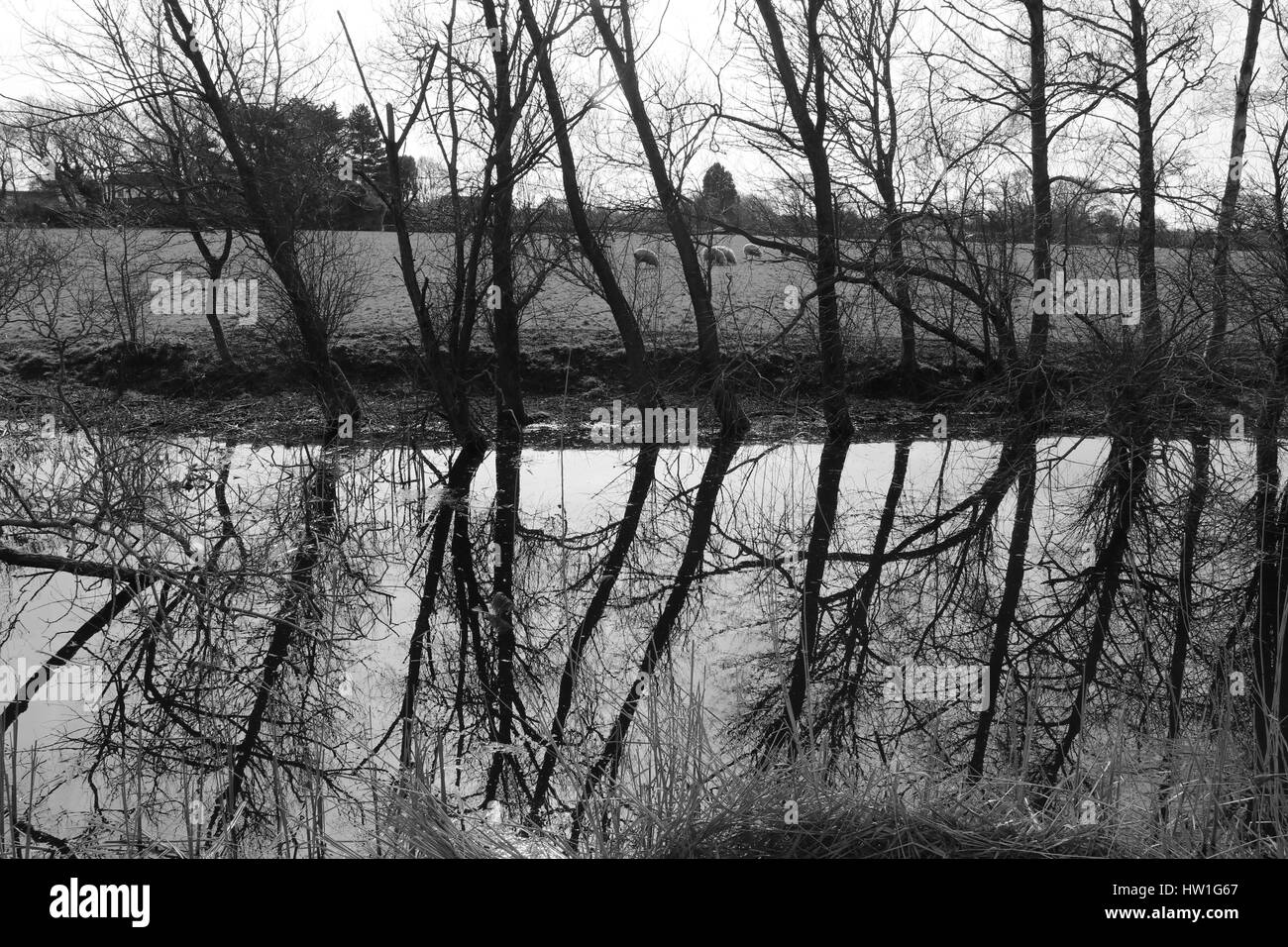 13marzo 2017 CHICHESTER CANAL, Sussex England: una vista panoramica del Chichester canal a Chichester, sussex,Inghilterra il 13 marzo 2017 Foto Stock