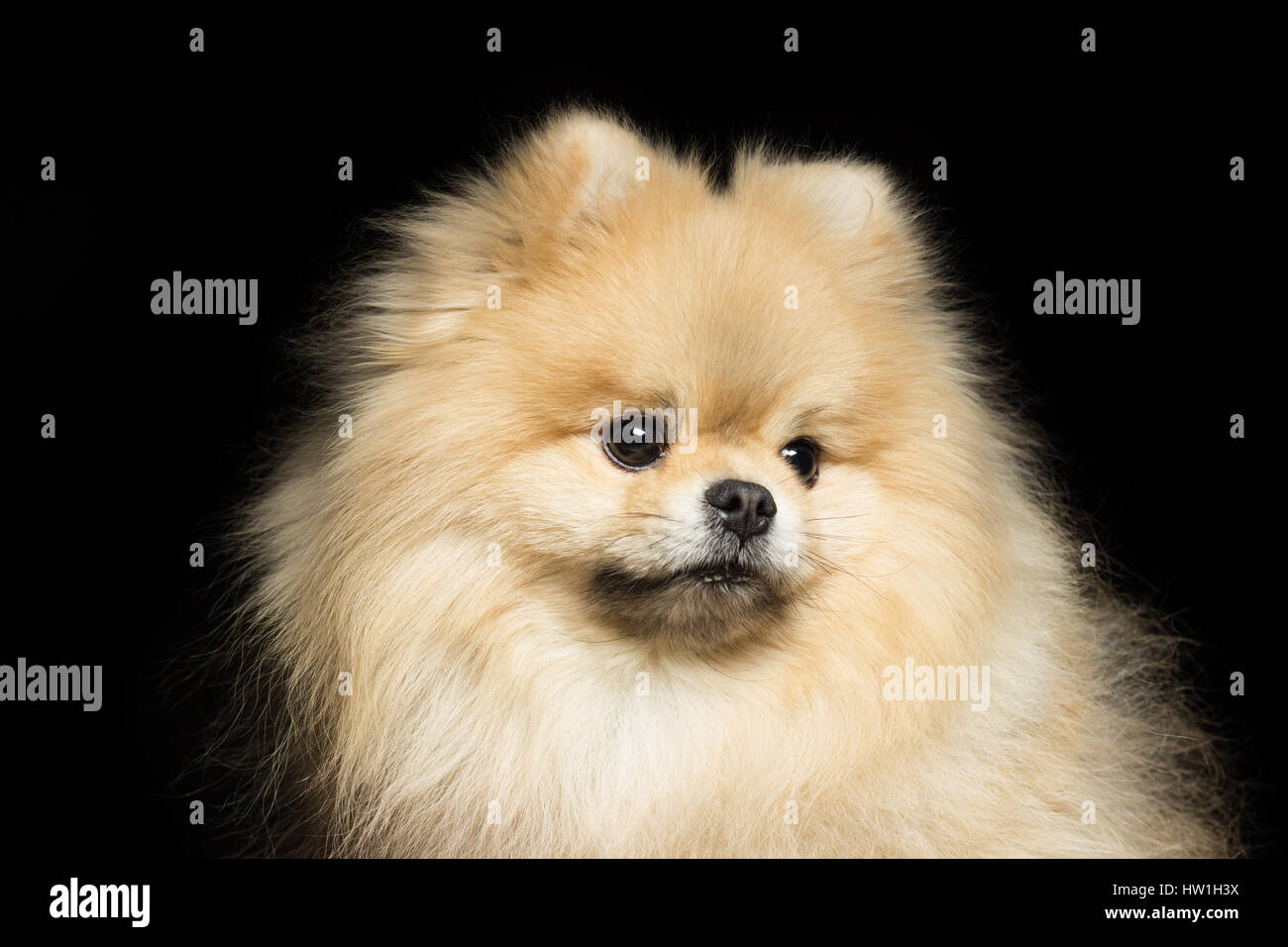 Cane bianco pomerania close-up verticale, isolato su nero Foto Stock