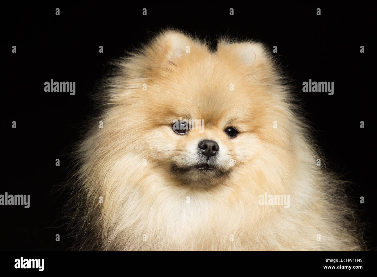 Cane bianco pomerania close-up verticale, isolato su nero Foto Stock