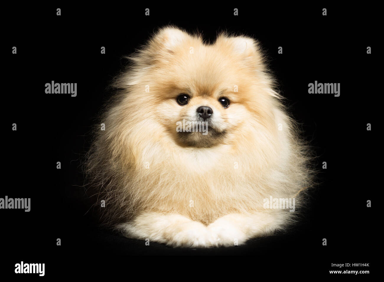 Cane bianco pomerania si trova isolata su nero Foto Stock