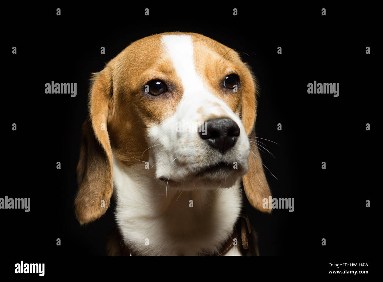 Ritratto di un triste beagle cucciolo, isolati su nero. Foto Stock