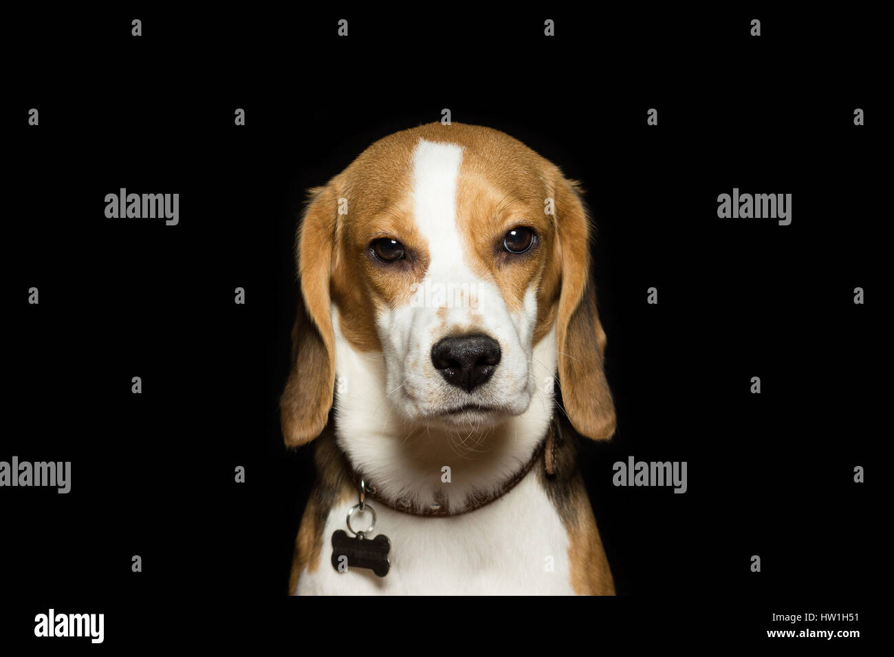 Ritratto di un triste beagle cucciolo, isolati su nero. Foto Stock