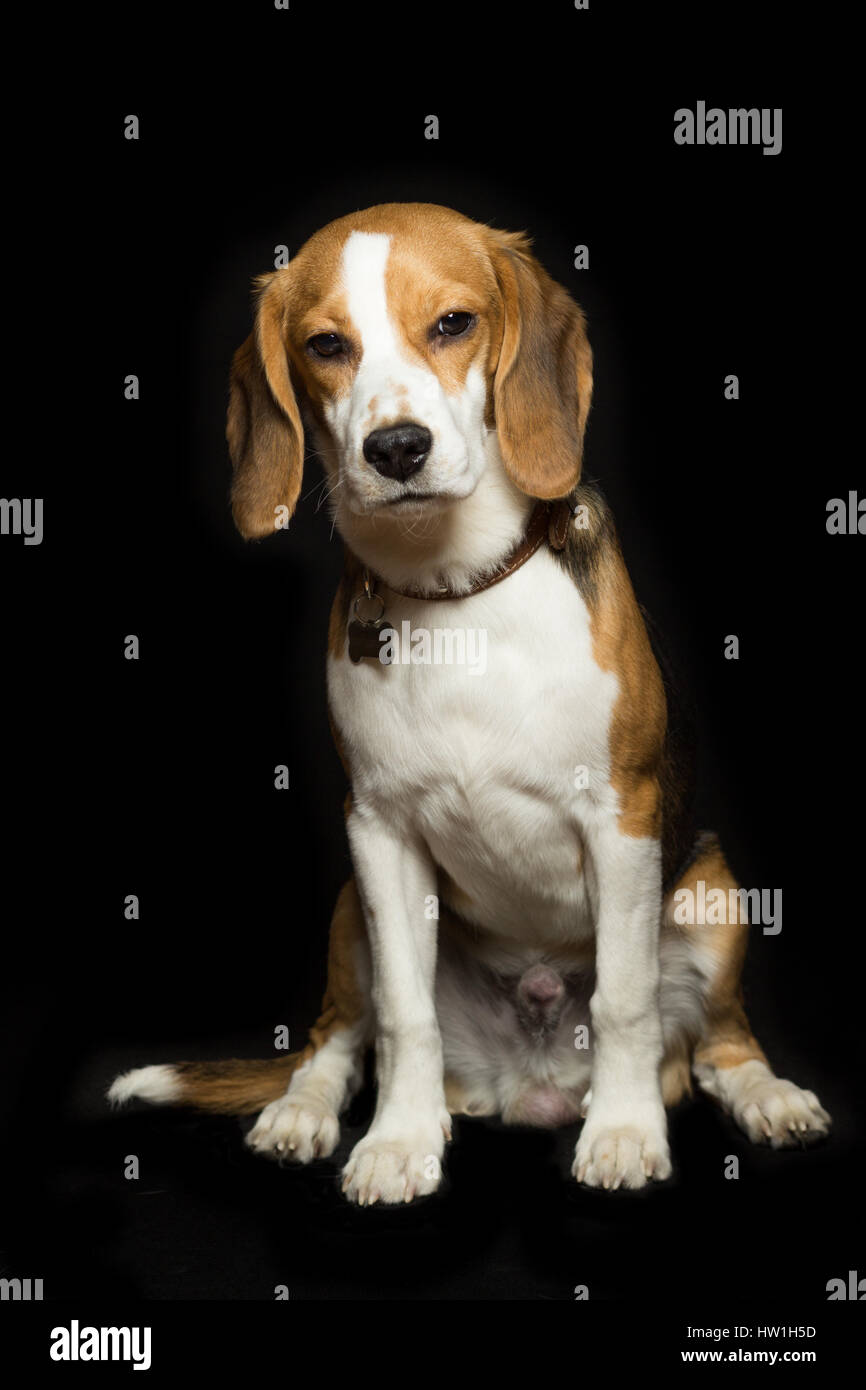Un triste beagle cucciolo è seduto, isolato su nero. Foto Stock
